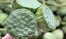 徐志摩：我来扬子江边买一把莲蓬