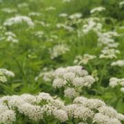 钓鱼用旧绕口令