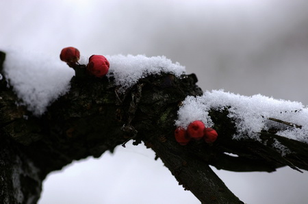 很好的部分描述了梅花的外观
