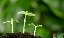 描写植物的句子