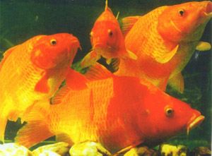 最艰难的绕口令:红鲤鱼,绿鲤鱼和驴