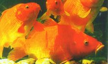 最难绕口令：红鲤鱼与绿鲤鱼与驴