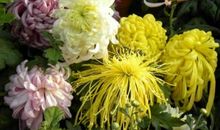 描写菊花的佳句