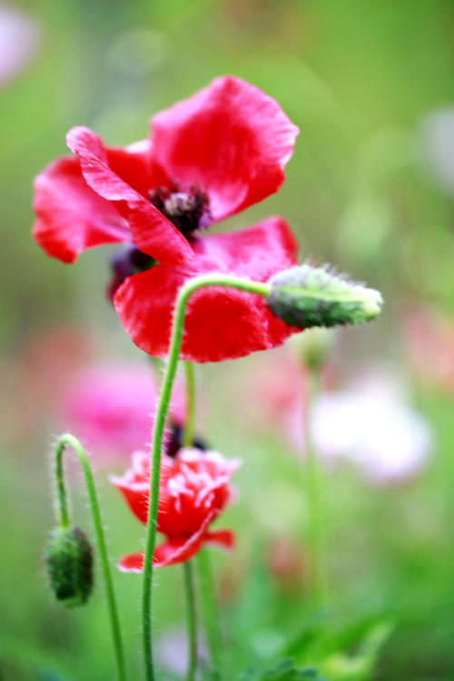 世界上最美丽的声音之一，就是母亲的呼唤