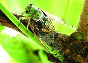 描述已知的句子