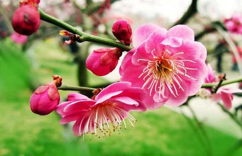 描述梅花的奇妙片段