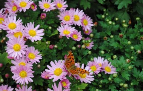 平行的句子描述菊花