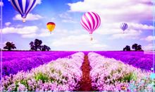 描写小草的优美语句