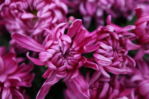 一段描述菊花的姿势