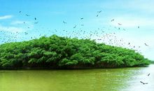 保护鸟儿的标语