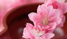 经典语录：桃花为盟枯草为冠，为你一诺磐石