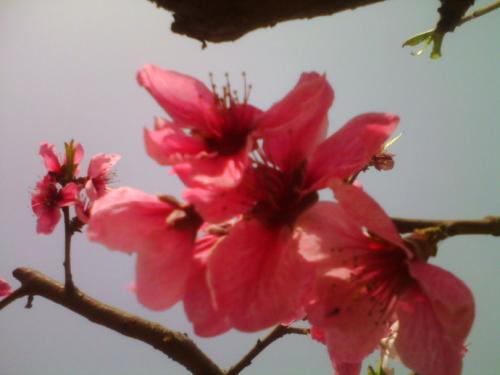 一段描述菊花的颜色