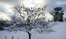 描写雪景的片段