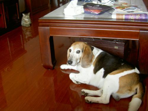 老鼠钻孔波纹管的寓言说法