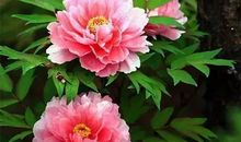 张晓风：花之笔记