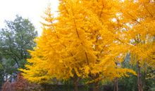 描写银杏树的好段