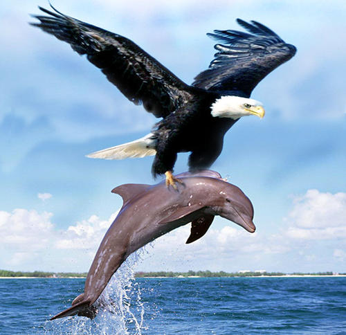 关于鹰掠食的寓言说法