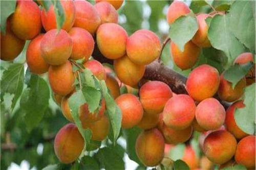 吴伯孝：猎户座