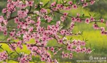 汪藻：春日·一春略无十日晴