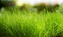 描写野草的句子