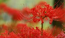 关于彼岸花的诗