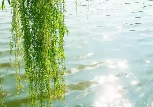 曾巩：刘勇·混沌的小条还没变黄