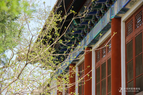 吴韬:Quatrains·流浪的春季衬衫试用版