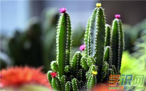 描述仙人掌的好句子