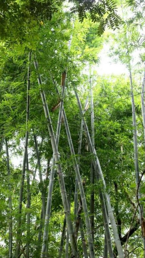 张顺民：村民房·碧田竹篱下的水