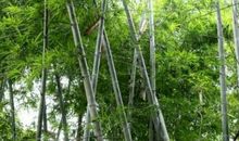 张舜民：村居·水绕陂田竹绕篱