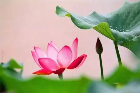 刘岩：雨后池上