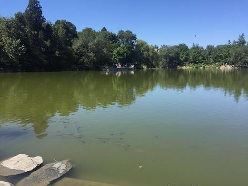 北京大学人的成长足迹：未名湖是一片海洋