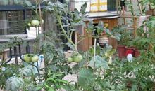 巴金：寂静的园子