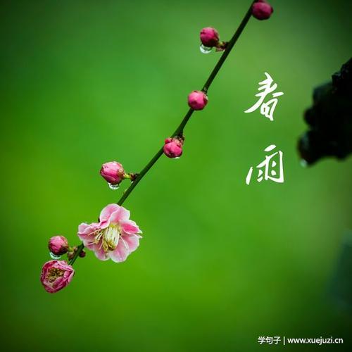 悲伤的句子描述了春雨