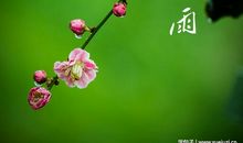 描写春雨的忧伤句子