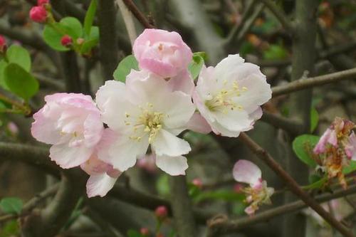 良好的句子和段落描述秋海棠花