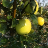 您可以从苹果中学到的三件事