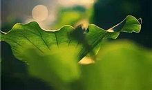 有一种生活叫向死而生