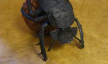 蛤蟆蝎子屎壳螂歇后语