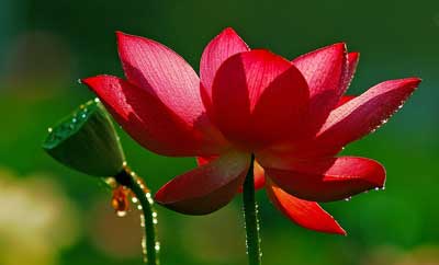 形容莲花的好句子