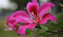 描写紫荆花的句子