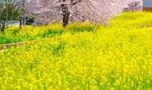 安妮宝贝：风中樱花