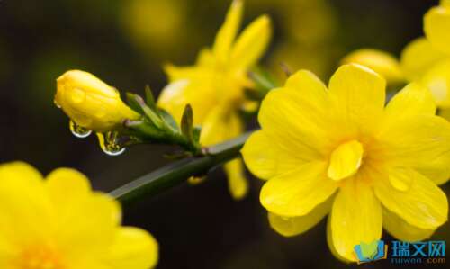 描绘玉兰花的片段