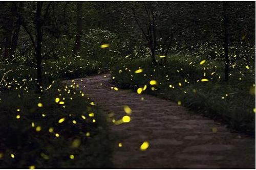 关于萤火虫的寓言词