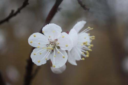 寇准：刘·萧，烟熏杏花