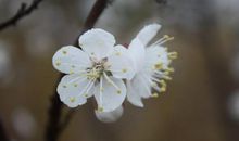 寇准：柳·晓带轻烟间杏花