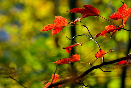 色彩鲜艳的句子