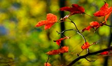 姹紫嫣红的句子