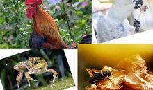 关于动物岸边的青蛙歇后语