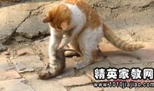 动物有关羊的歇后语